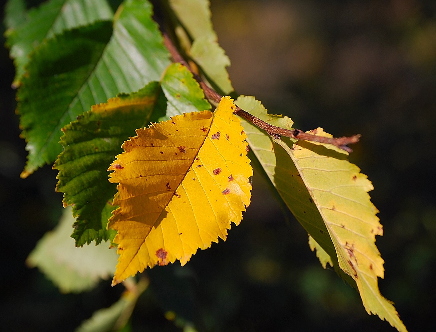 Feuille.