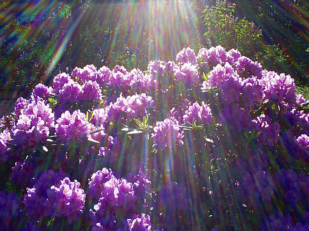 Rhodondendron