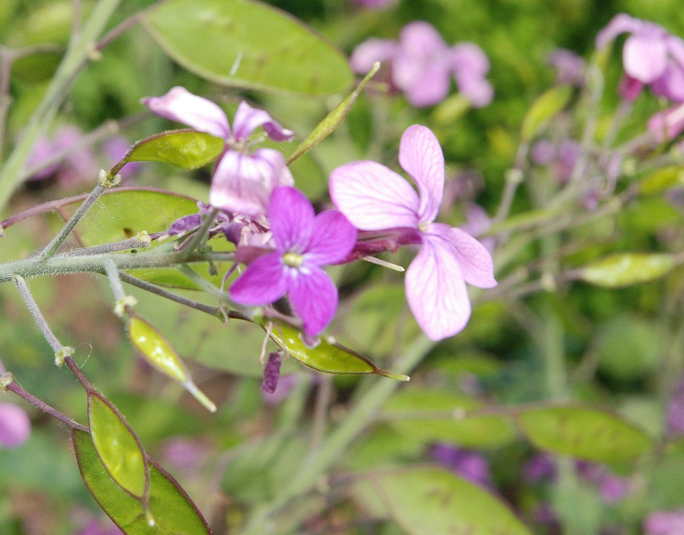 Fleur du jardin....