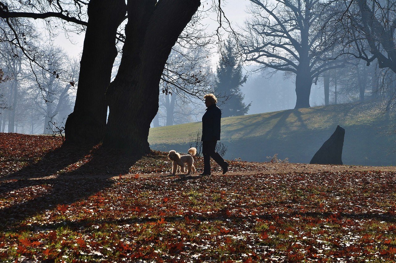 Herbstlicher Spaziergang mit Pudel