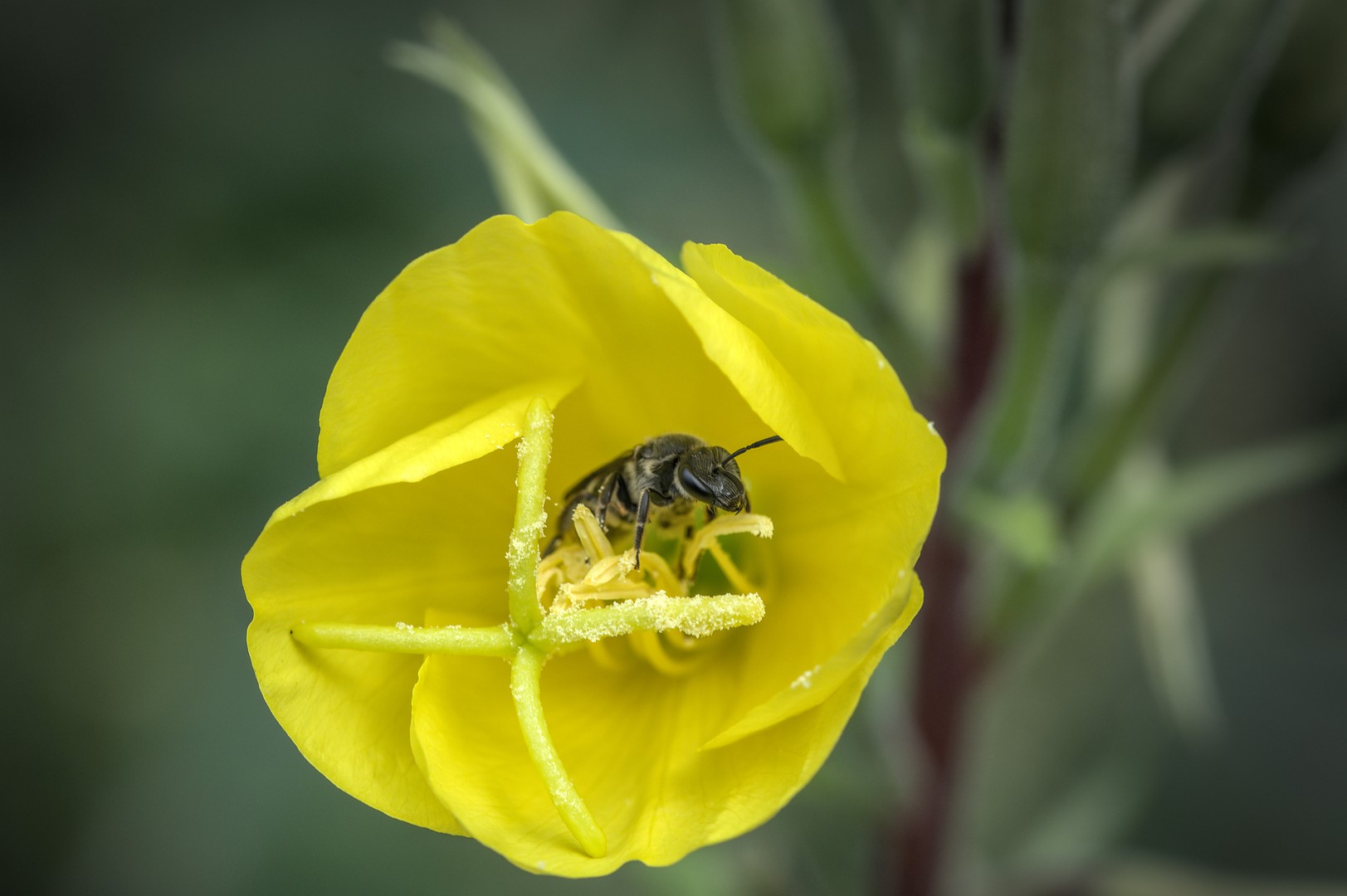 Bienchen [Lenzen Elbe]