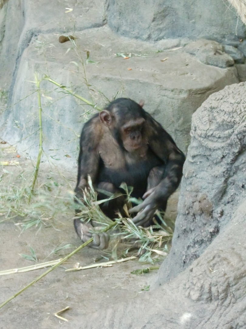 Zoo de Barcelone