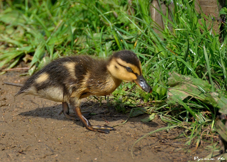 bébé canard