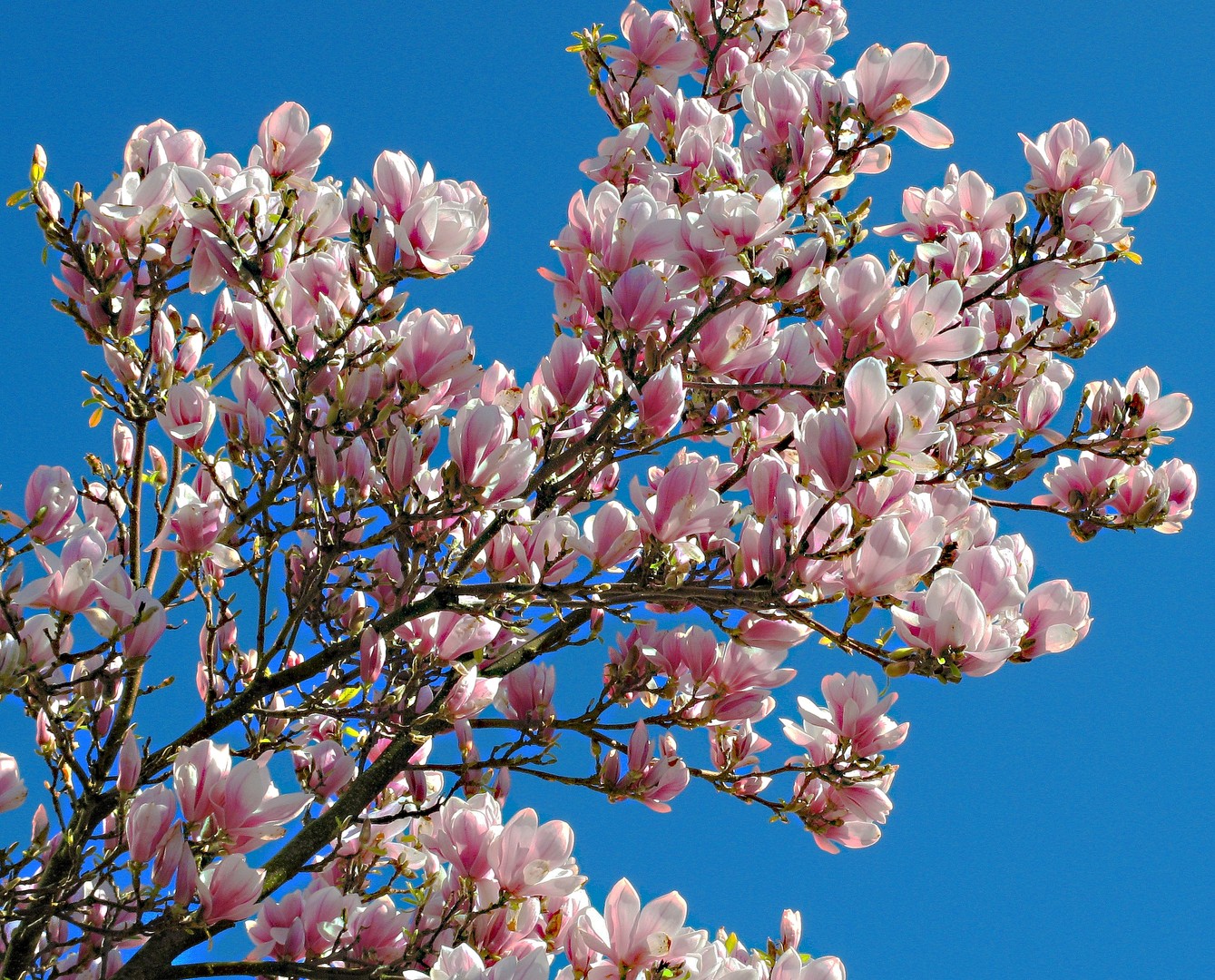 Vor dem Frühling ist nach dem Frühling