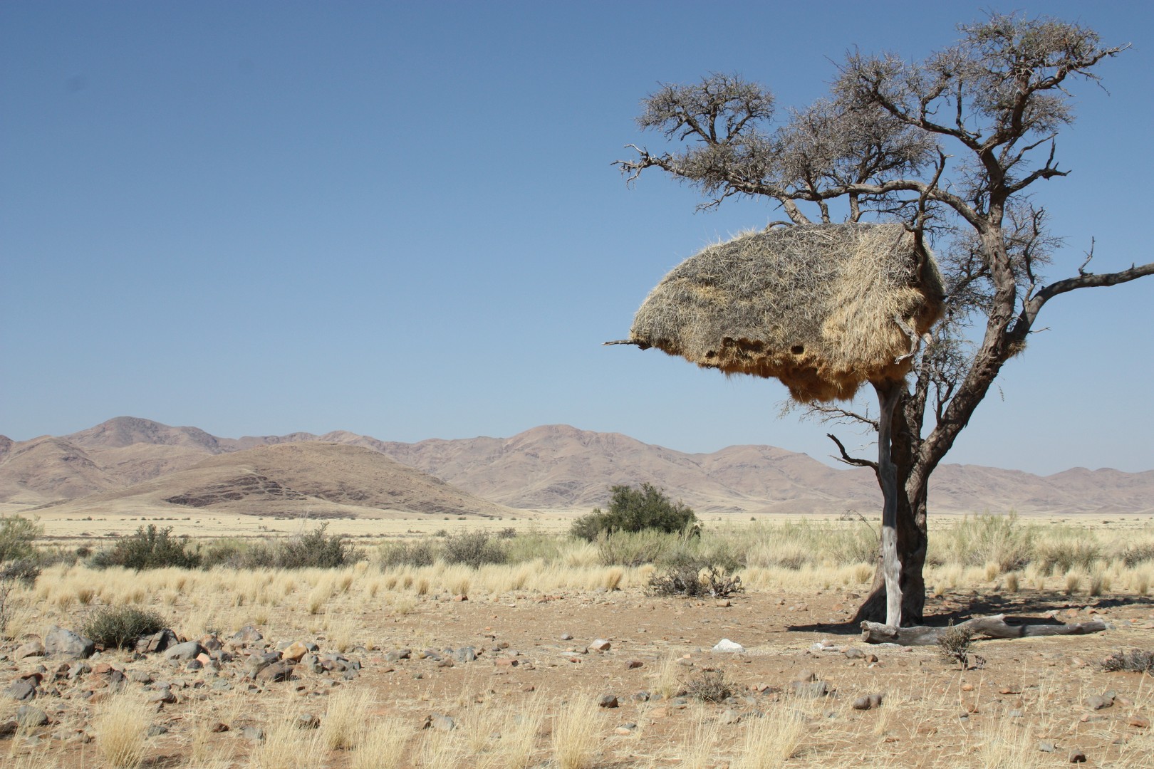 Siedelwebernest - Namibia