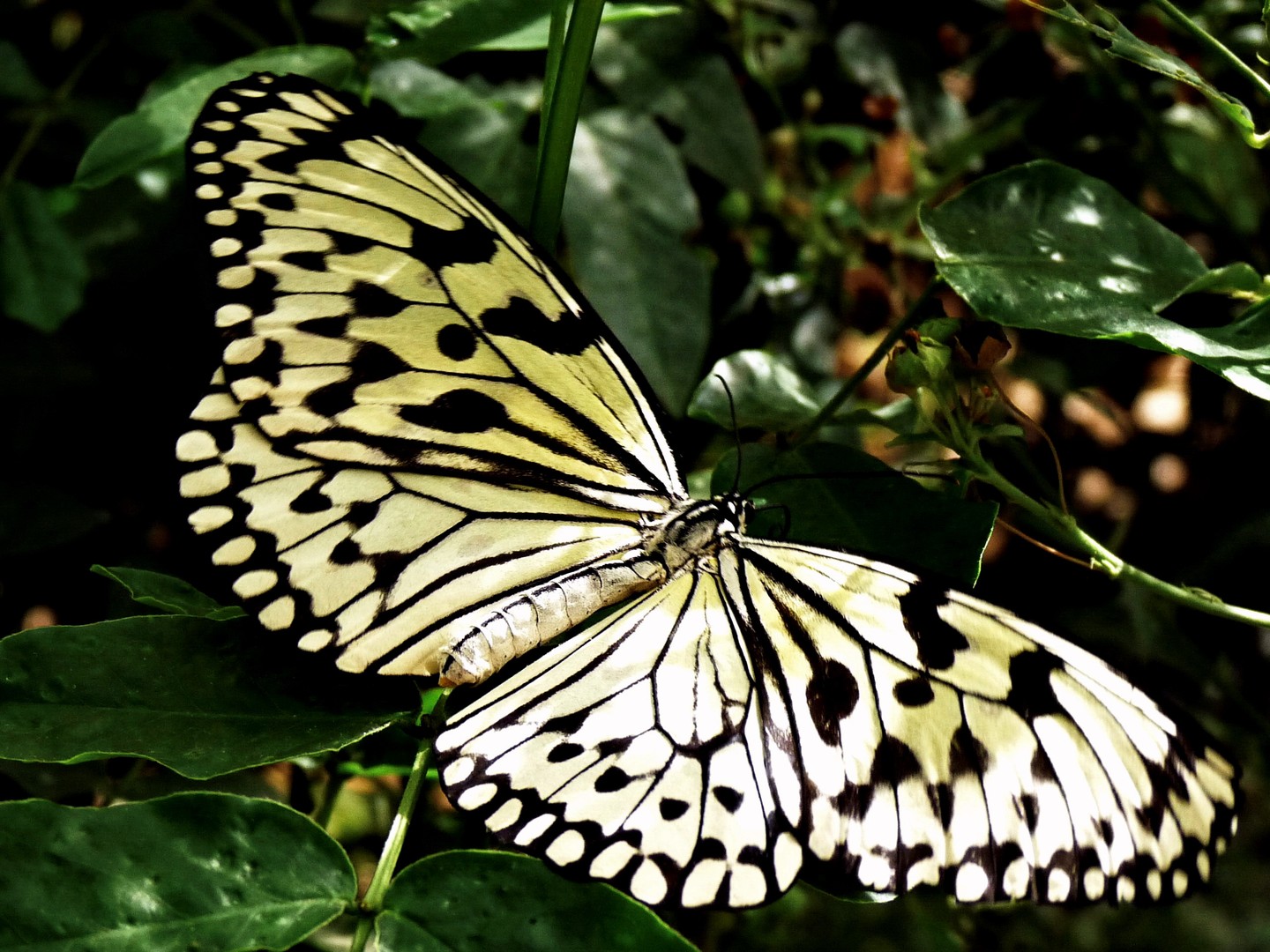 "Weiße Baumnymphe" - Tropen-Schmetterling-