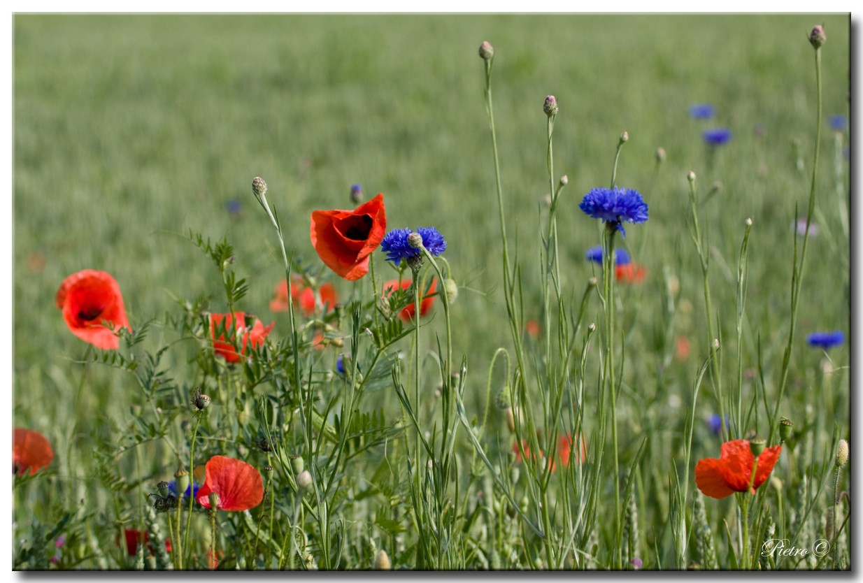 Fiori di campo