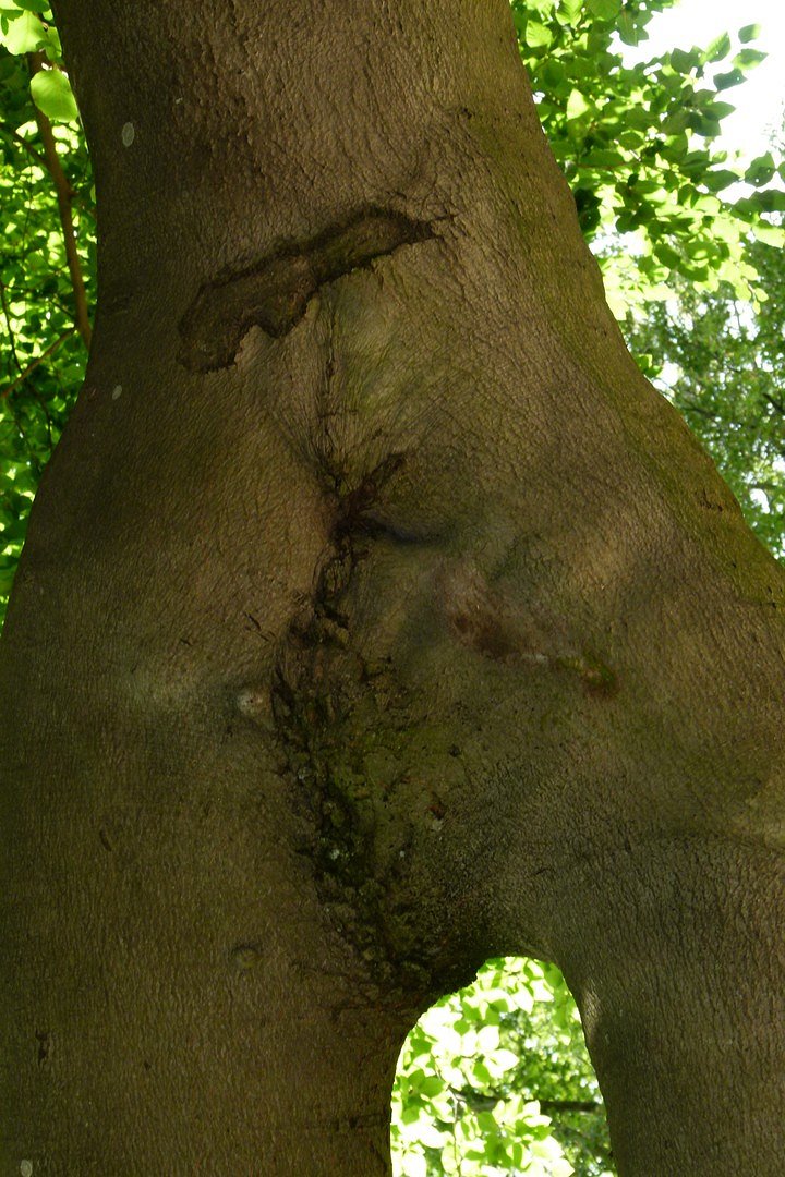 La nature dépasse la réalité