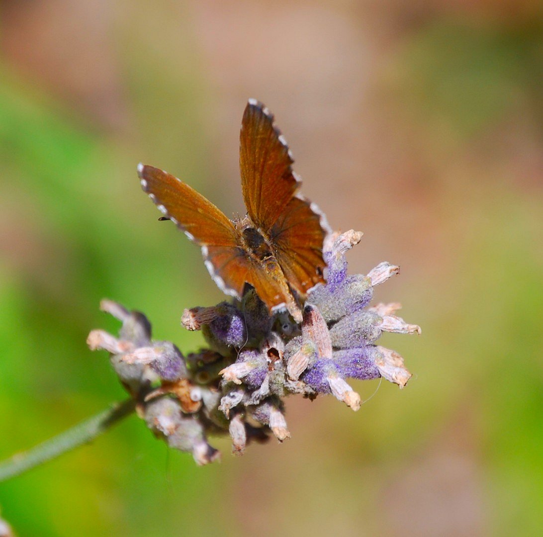 Papillon.