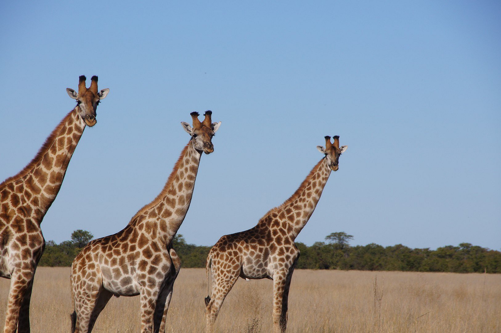 Les soeurs girafes