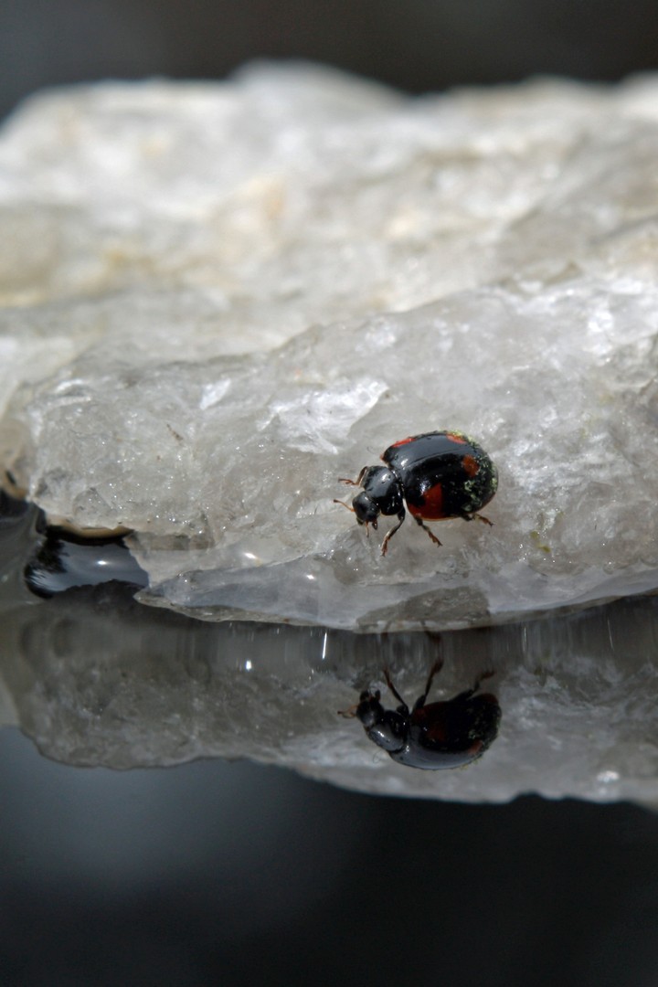 Marienkäfer Spiegelung