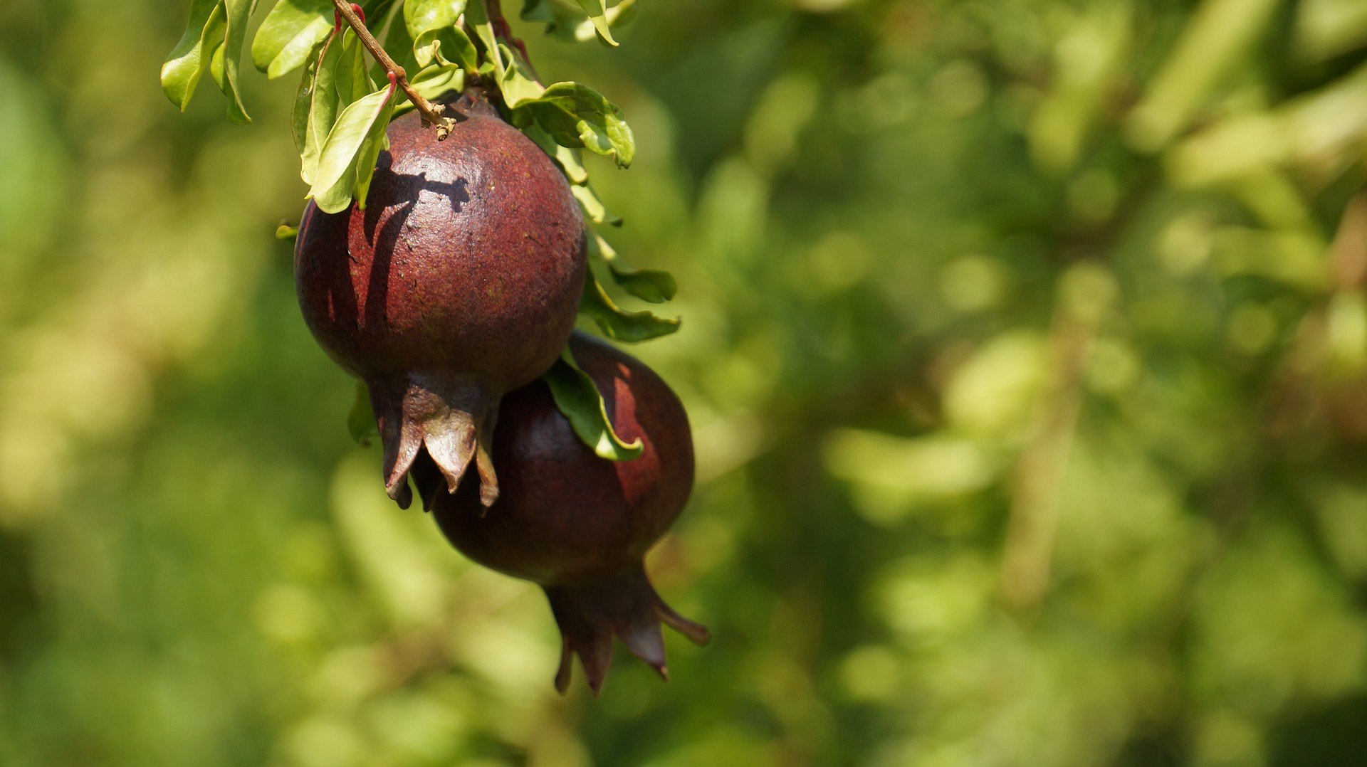 Granatäpfel am Baum