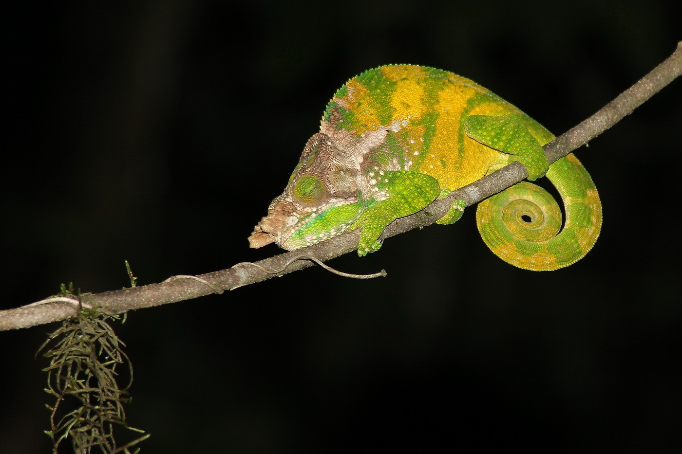 Un caméléon endormi.