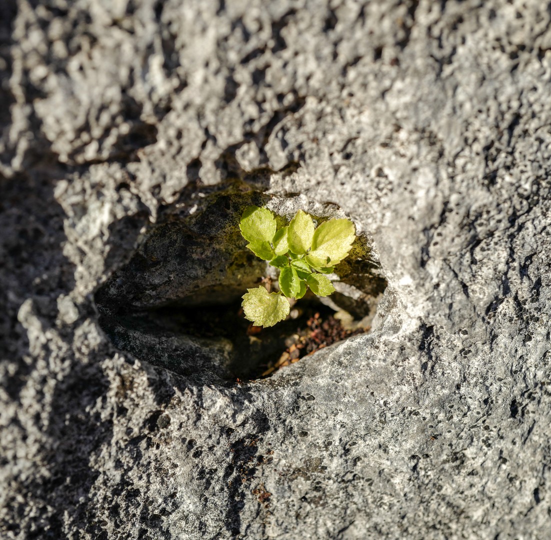 Zartes Pflänzchen in Rock-mantel (Stein-).