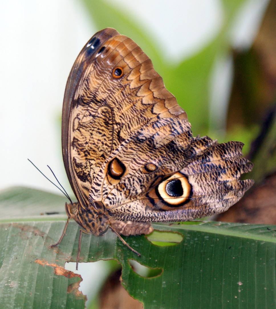 Schmetterling