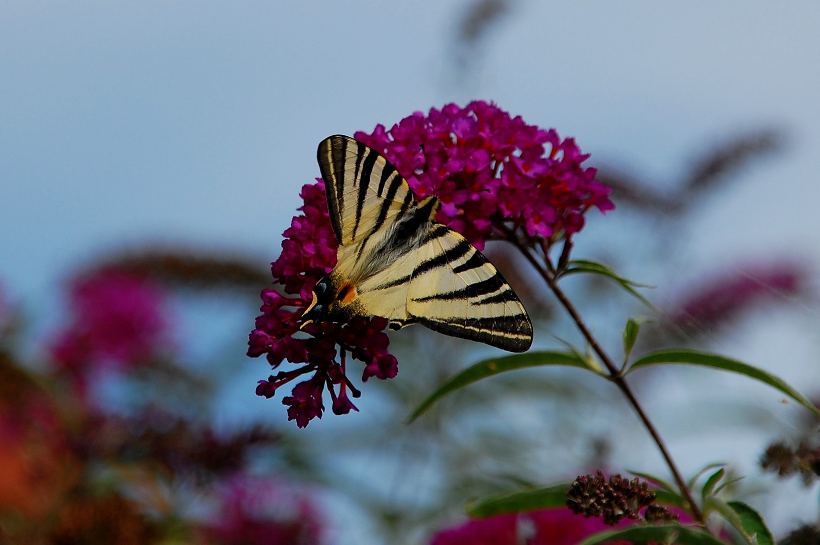 Schmetterling,Seegelfalter