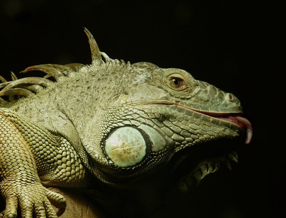 Grüner Leguan