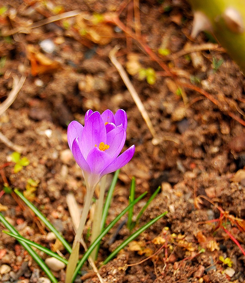 Fleur.