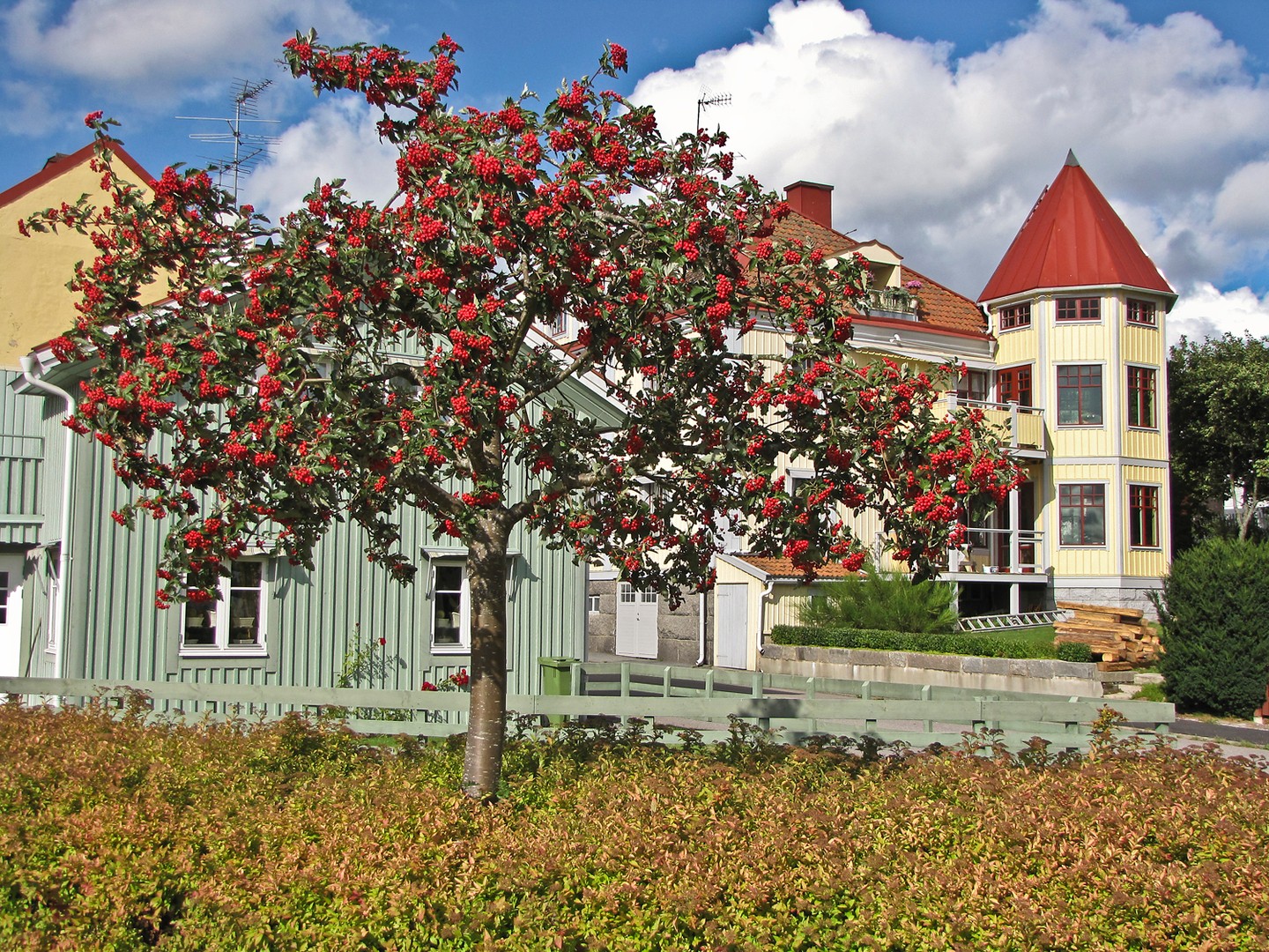 Vogelbeerbaum