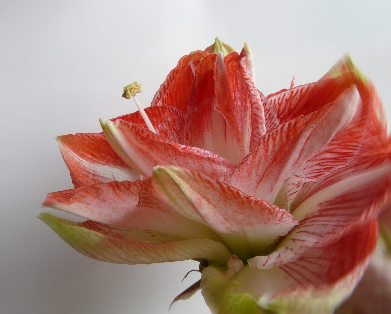 Amaryllis