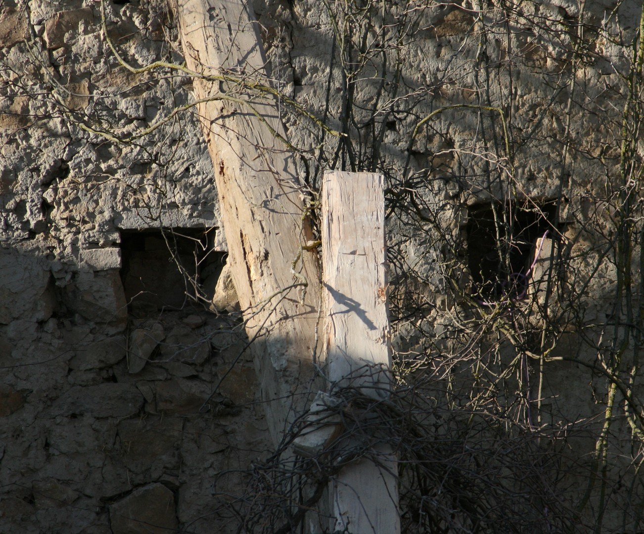 Wildes Gestrüpp