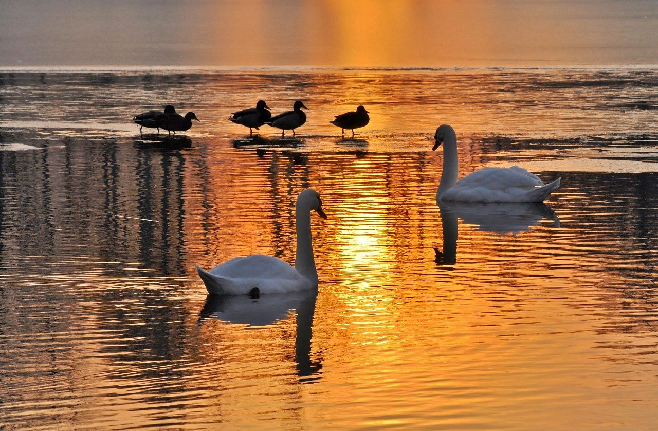 Schwäne in der Abendsonne