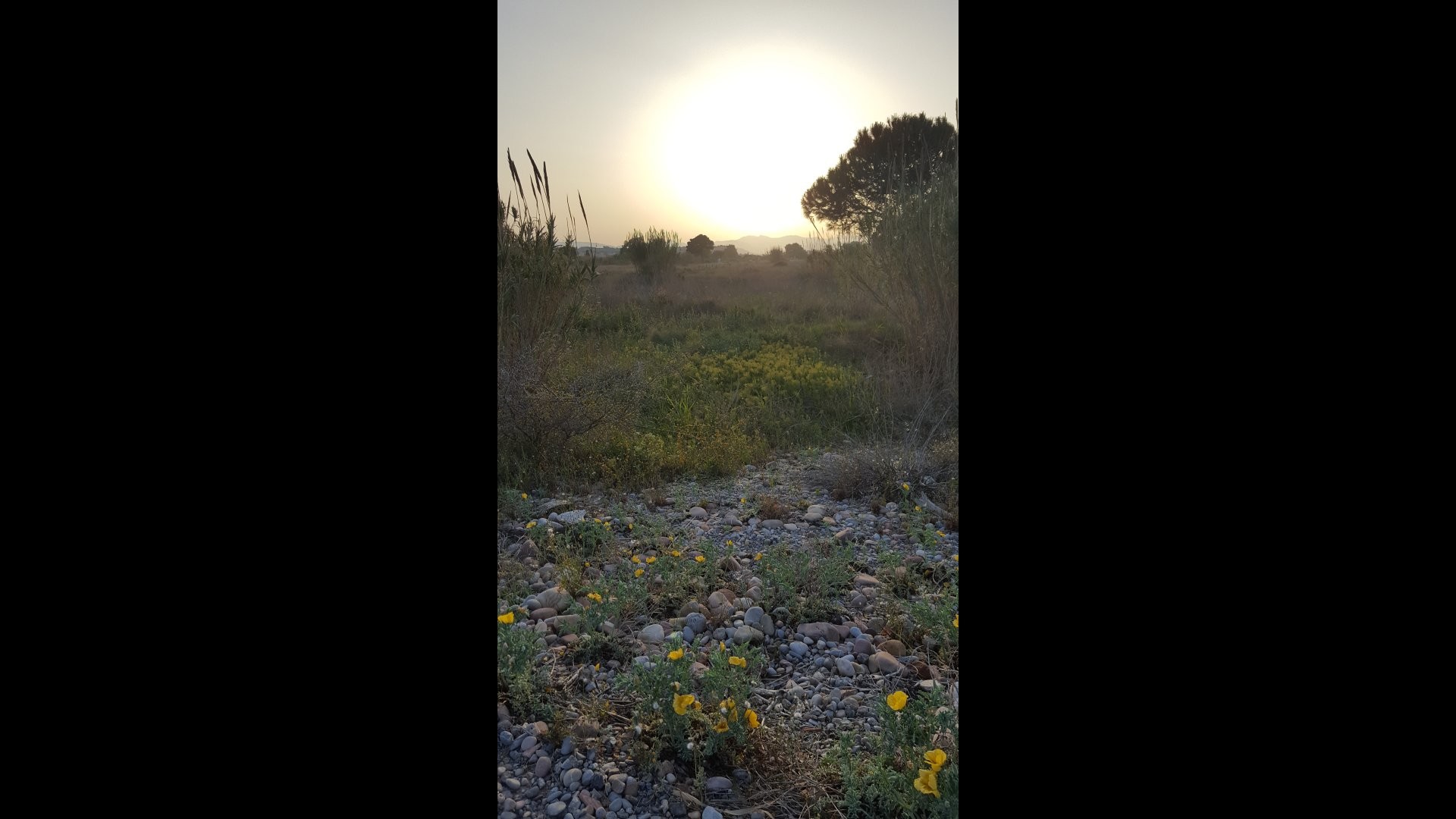 stukje natuur met zonsondergang  op genomen een smartphone