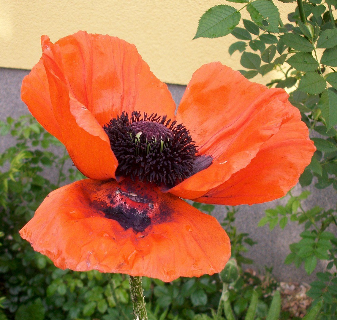 Klatschmohn am Haus