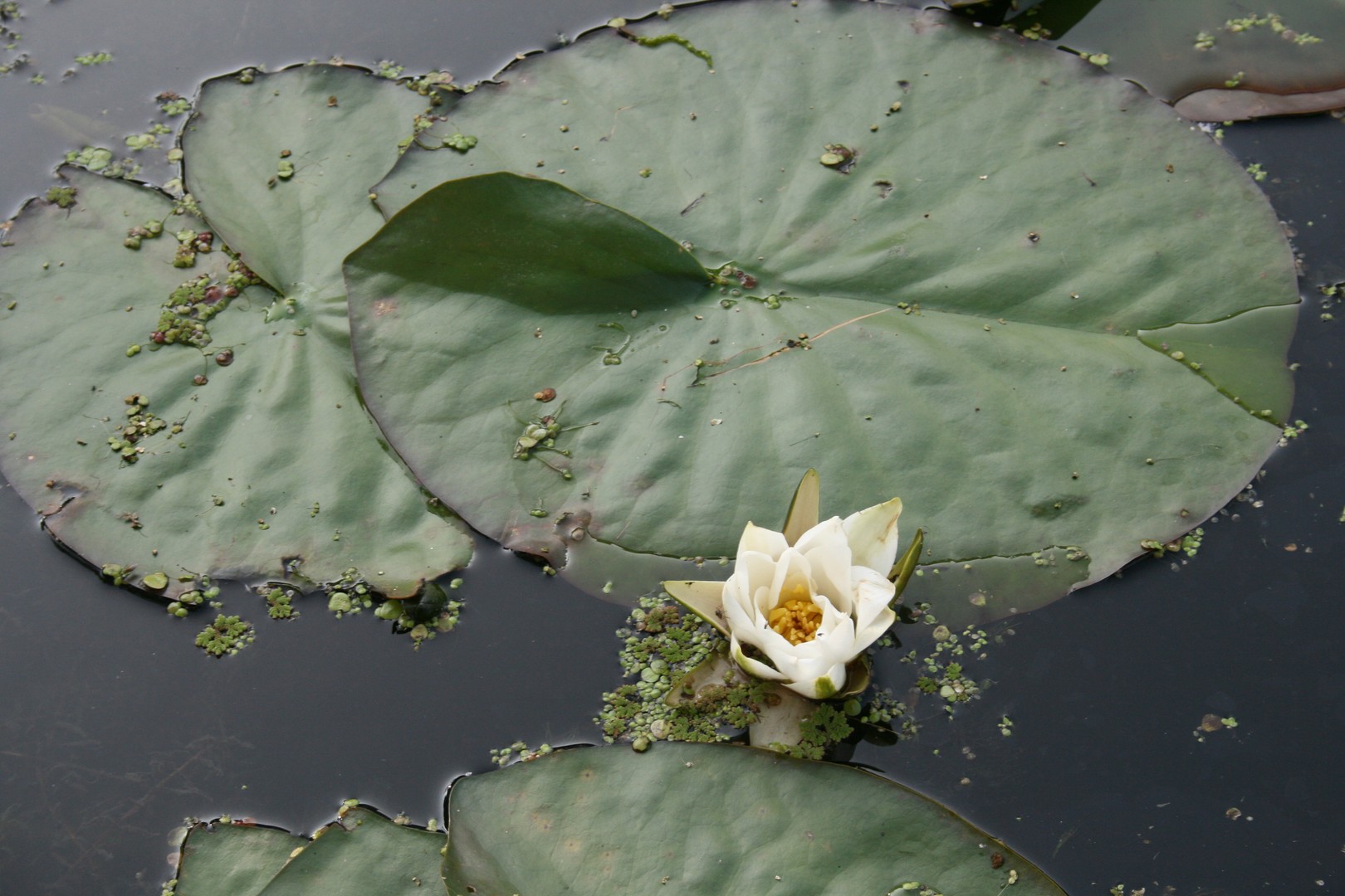 Nénuphar - Marken