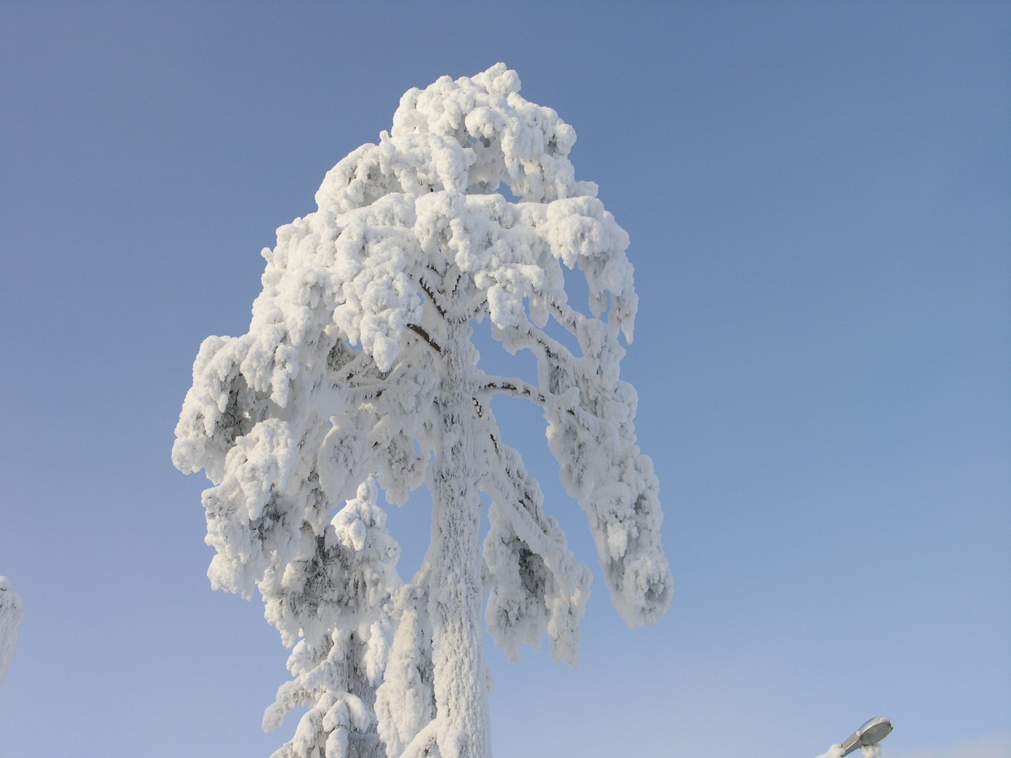 Der Baum