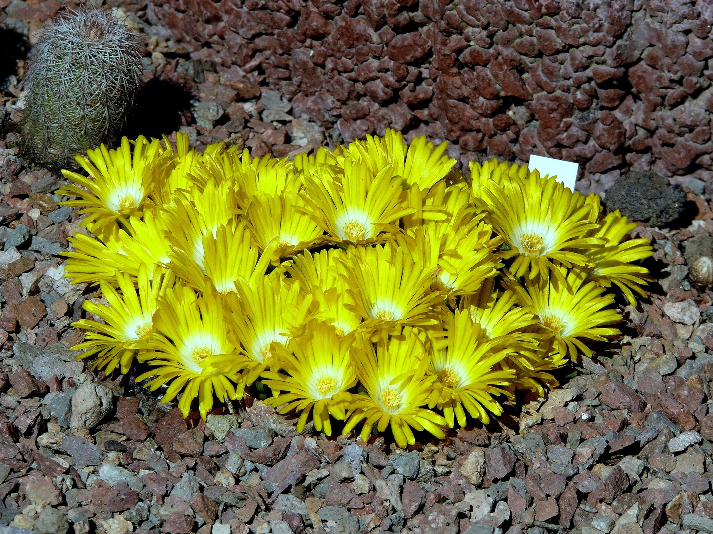 Delosperma diese ist Winterhart