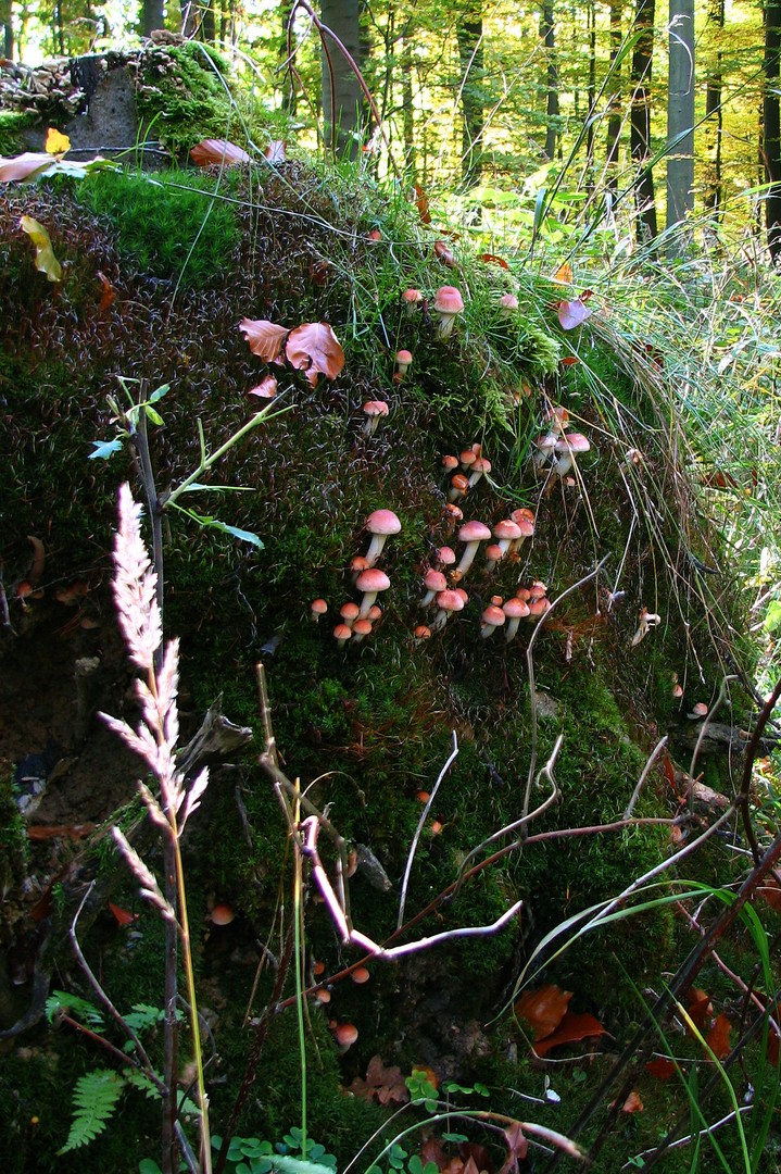 Keislauf der Natur