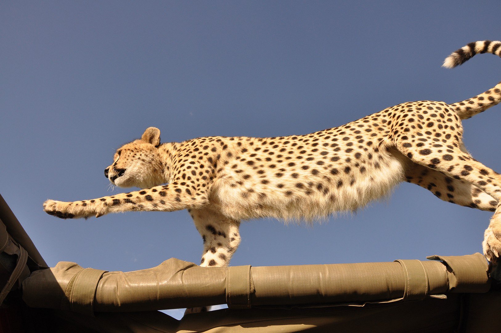 Gepard aus nächster Nähe