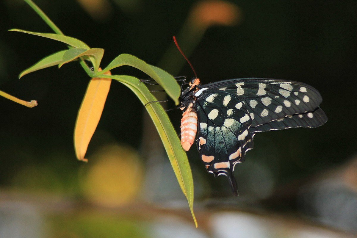 Un Papillon endémique