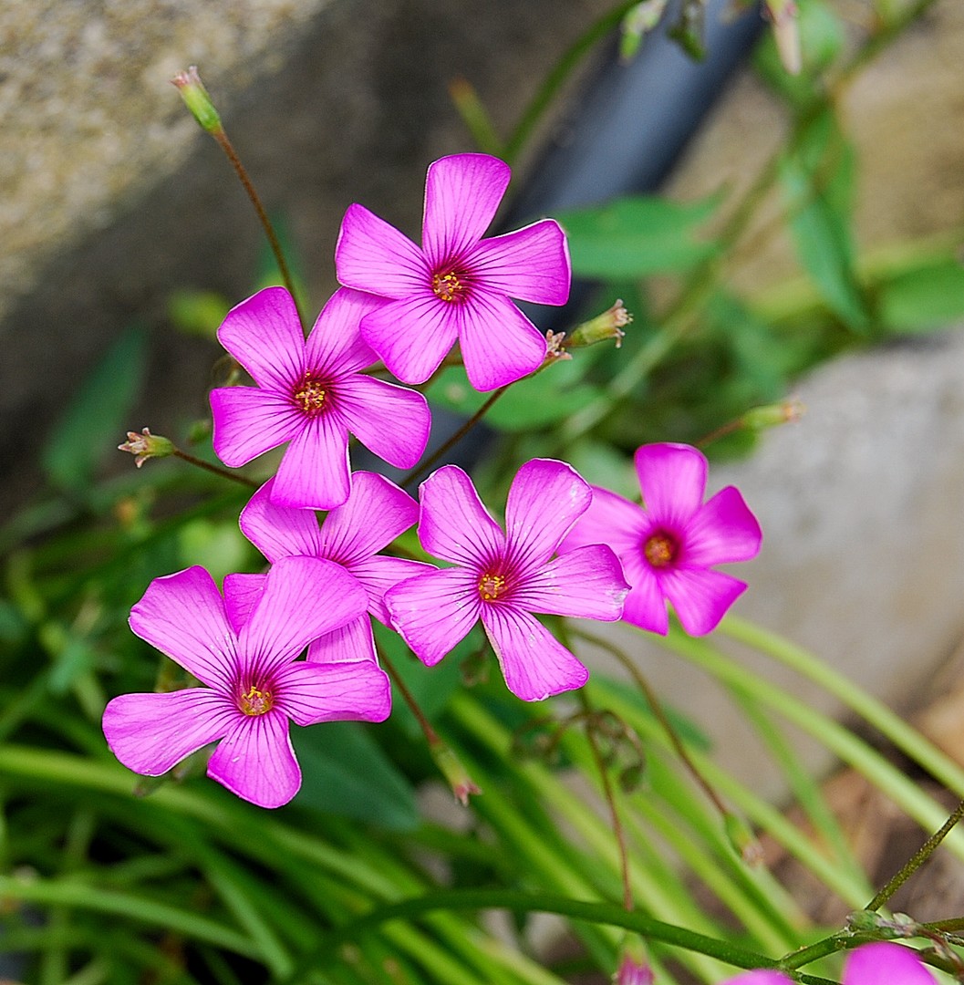 Petites fleurs.