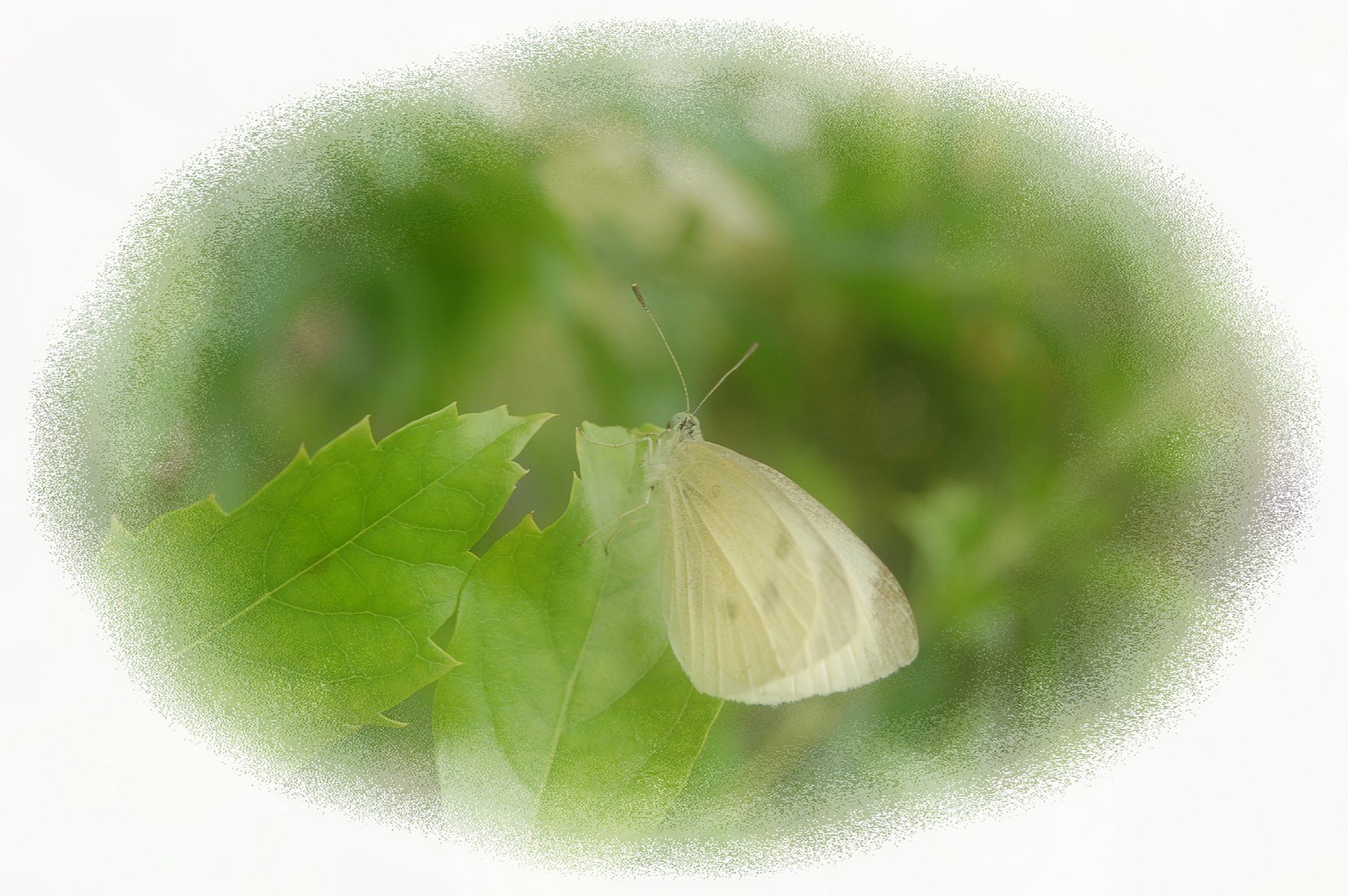 Schmetterling