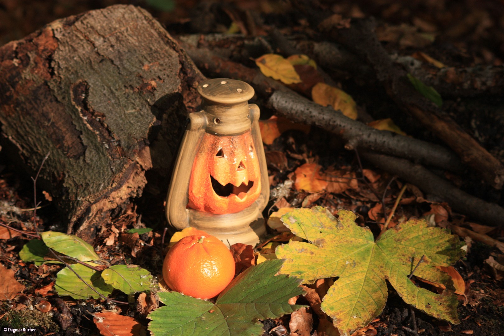 Herbstliches beim Waldspaziergang