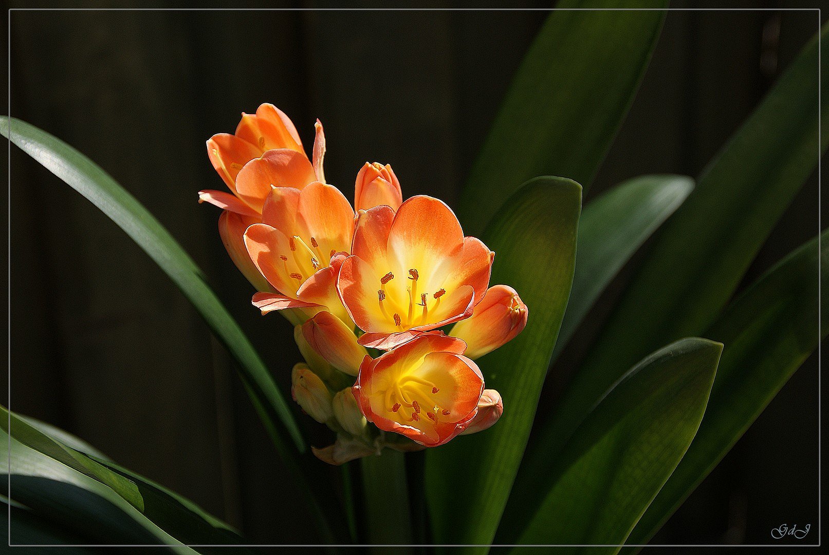 Clivia