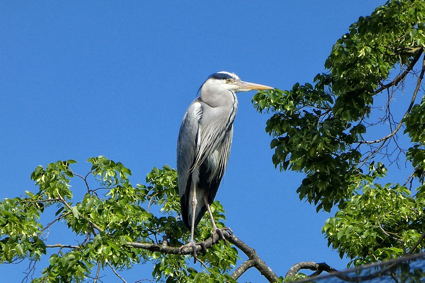 fischreiher