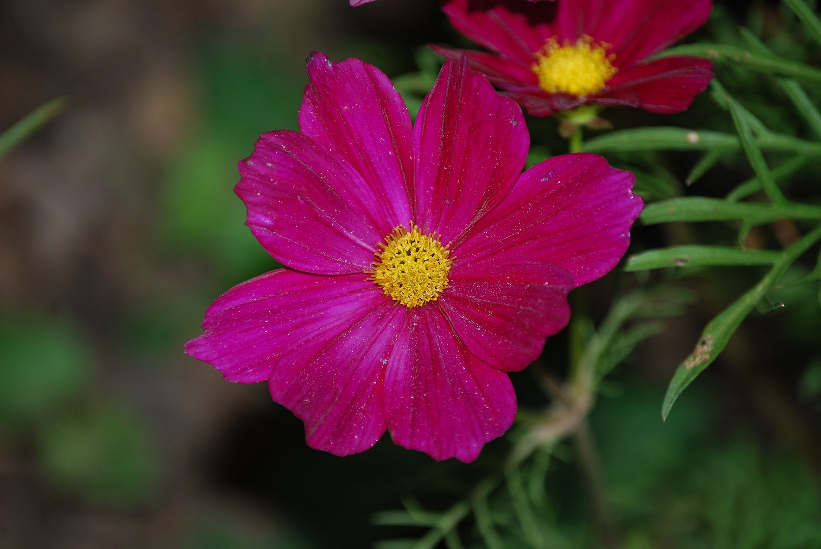 Fleur mauve .