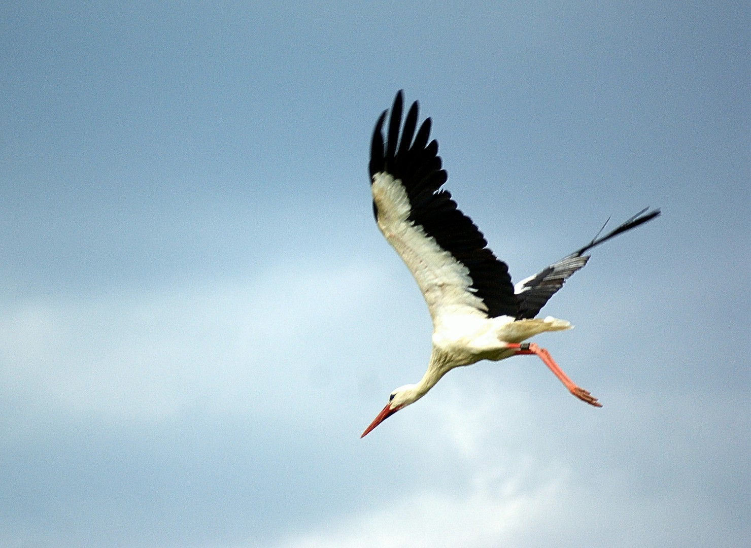 storch