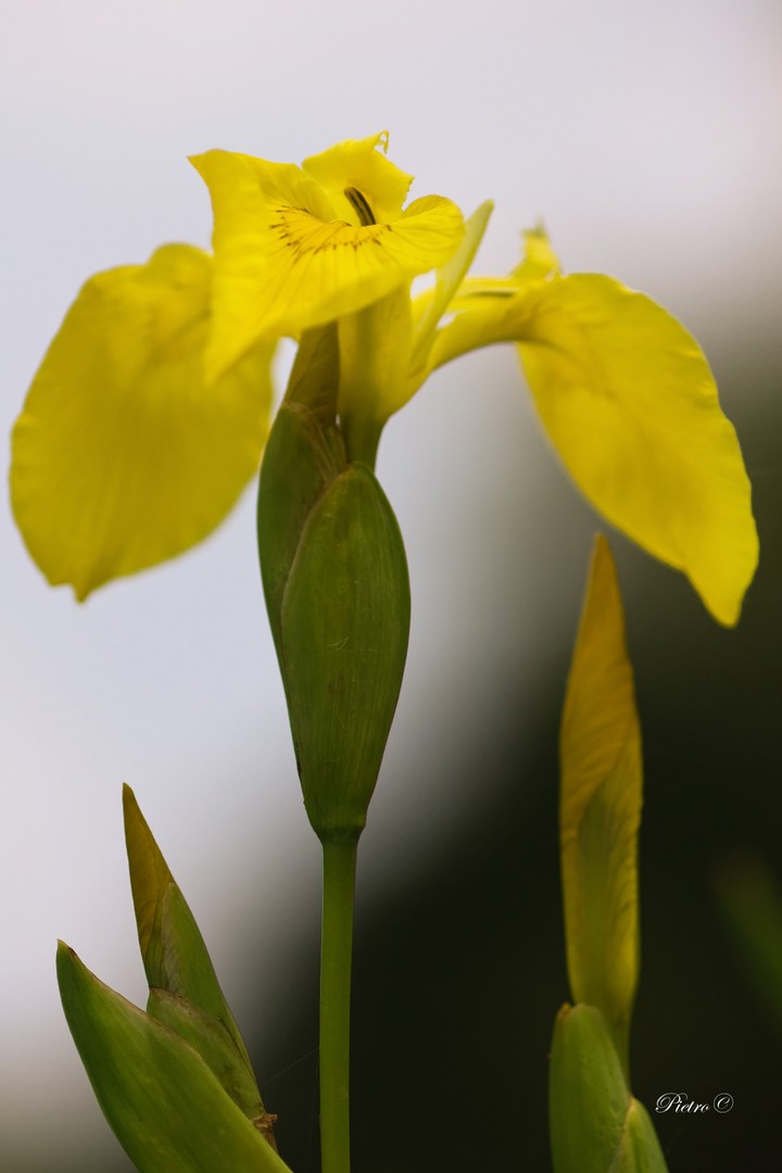 Iris di palude