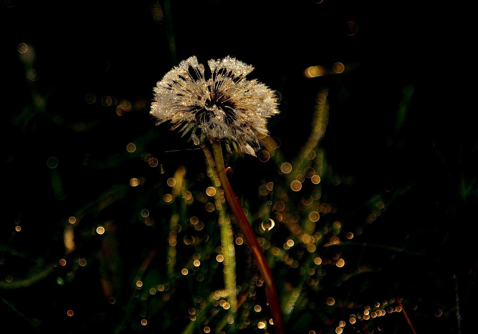 Pusteblume im Morgentau