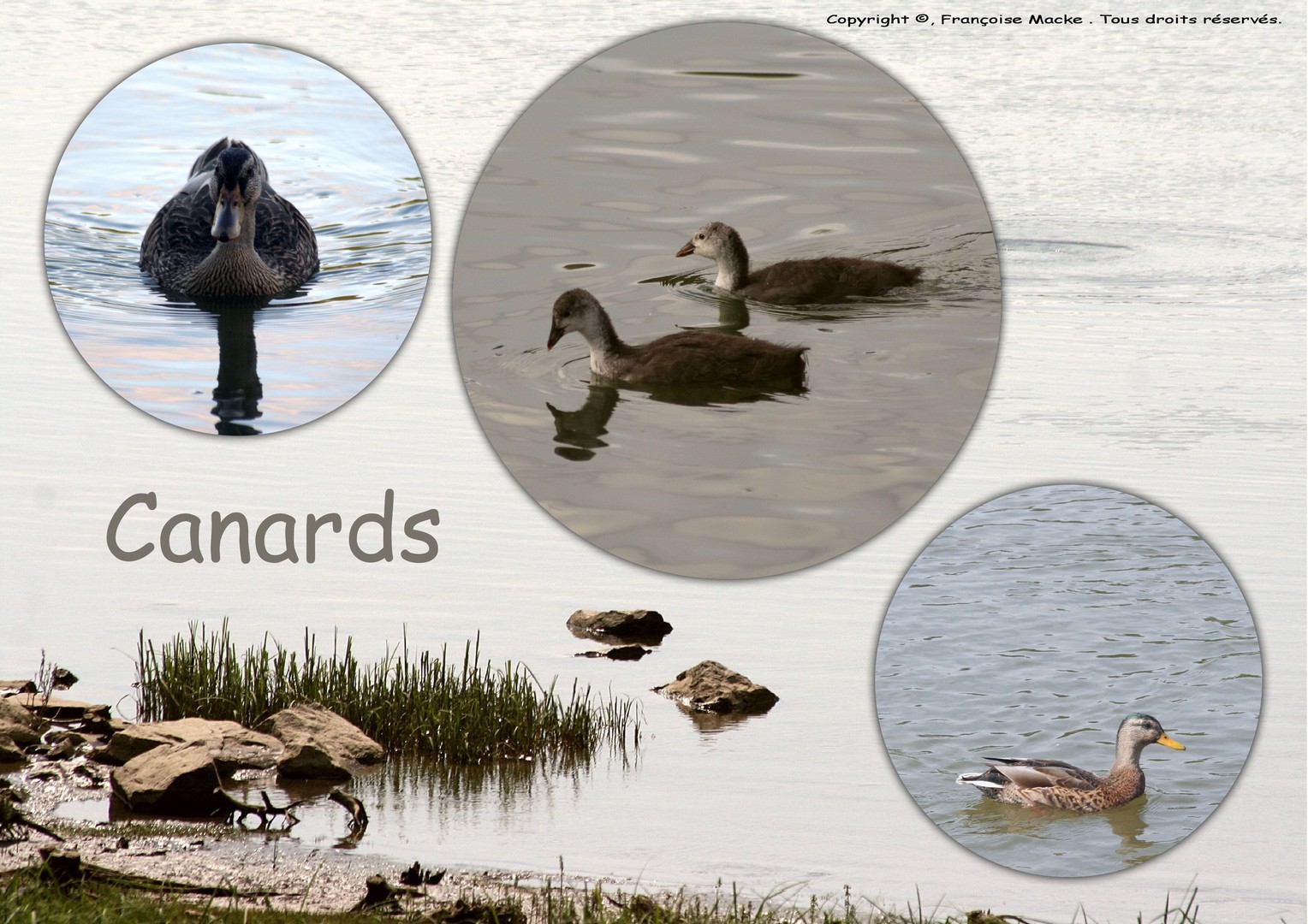 Canards/Ducks