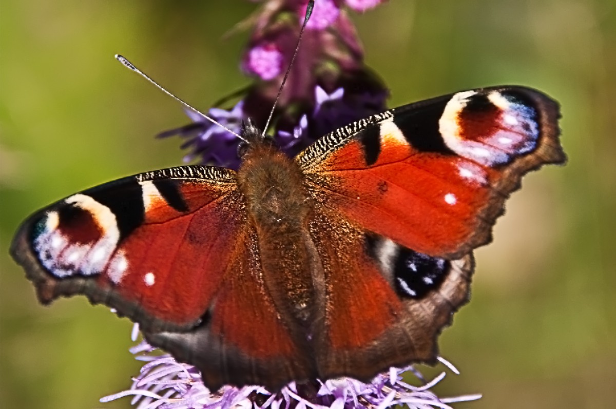 Schmetterling am Mittag