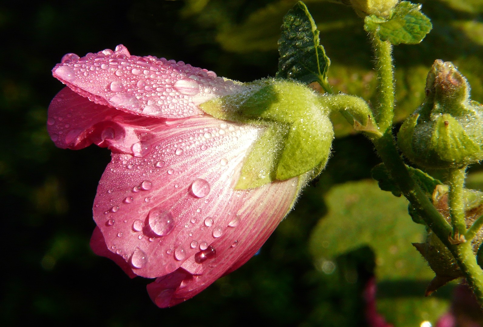 Malvenblüte