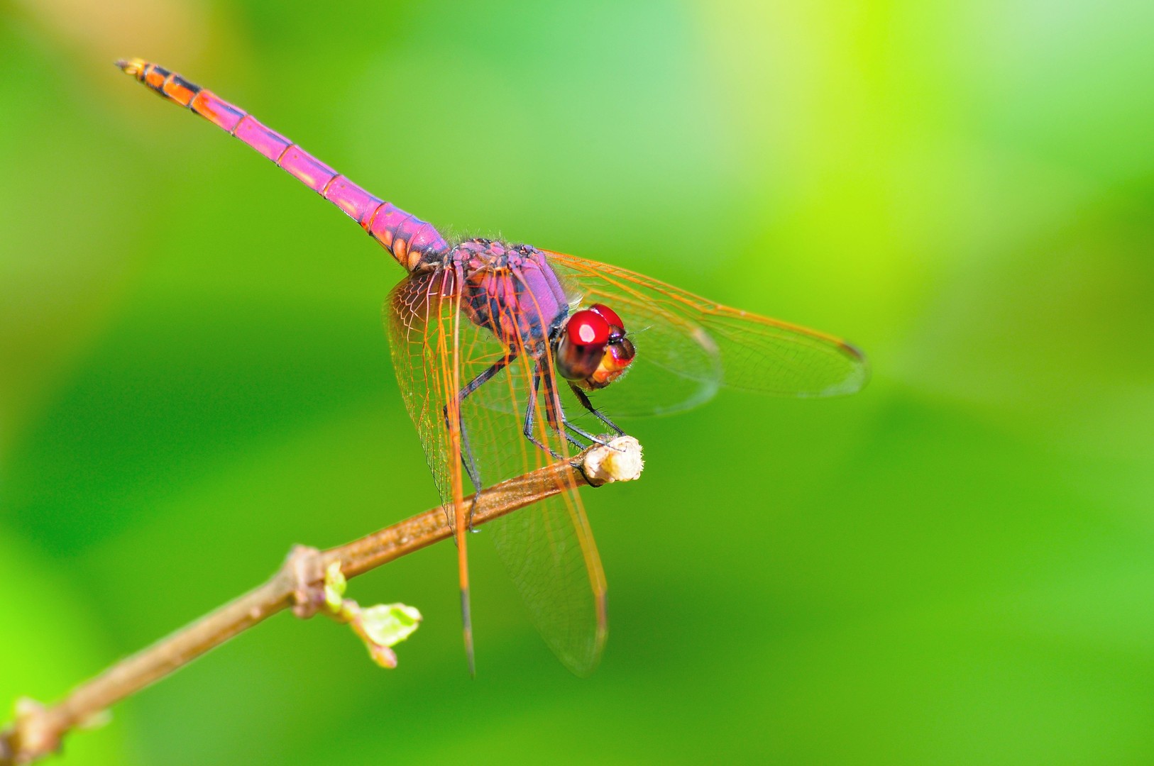 Libelle / Dragonfly - Ostafrika