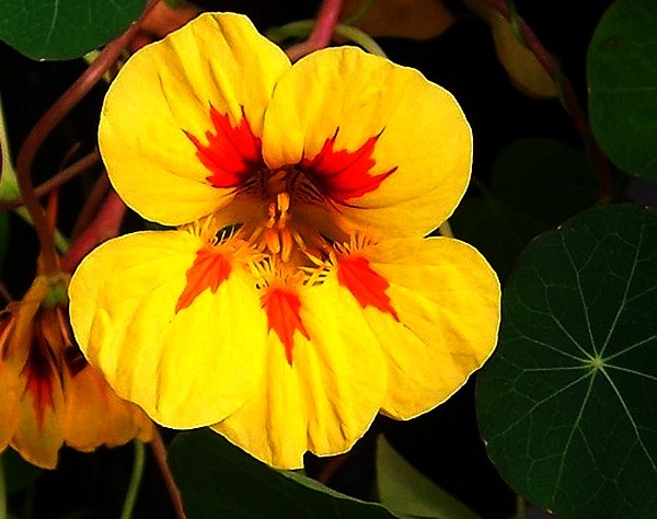 Blick in eine gelbe Hibiskusblüte