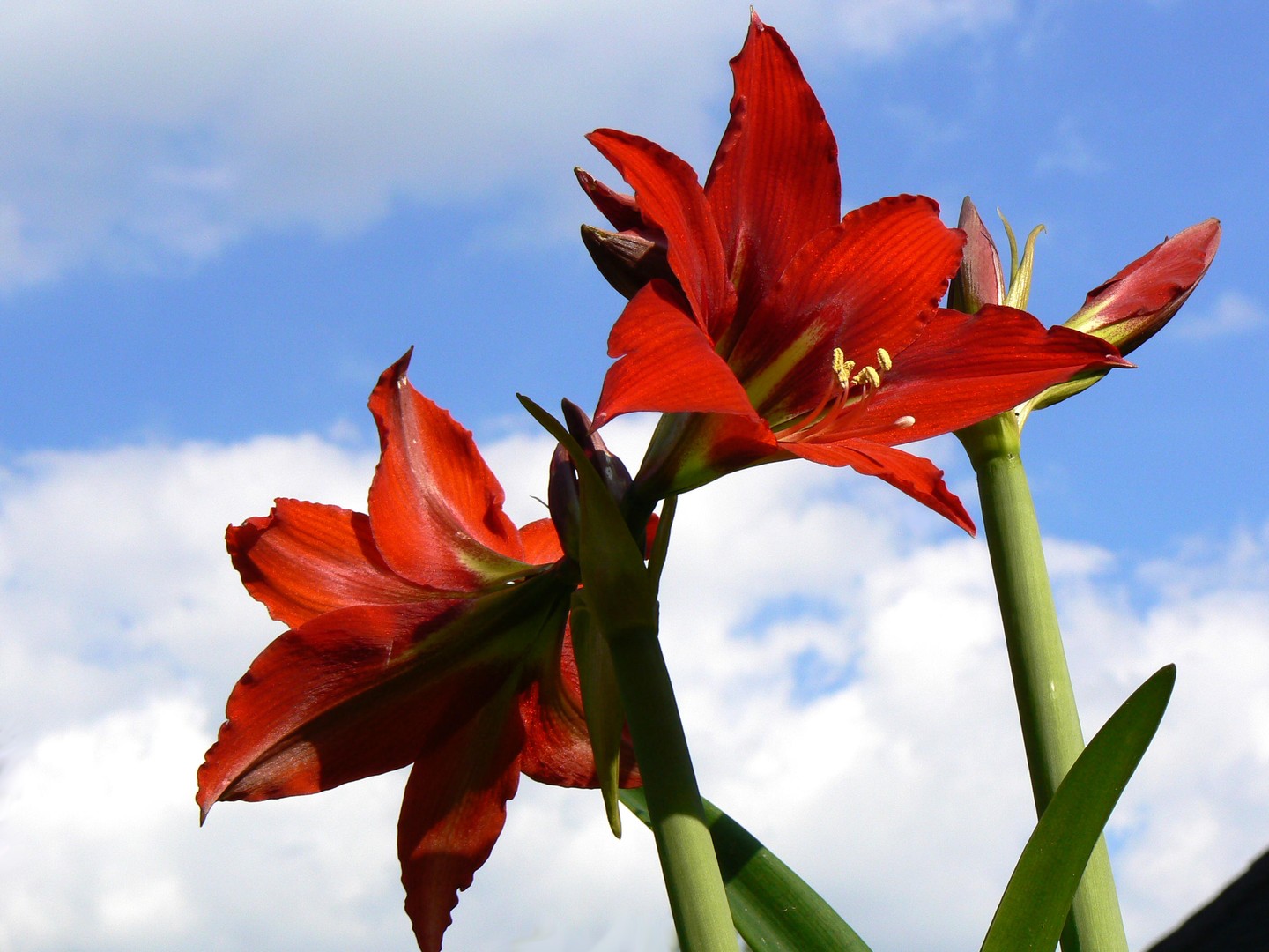 Amaryllis