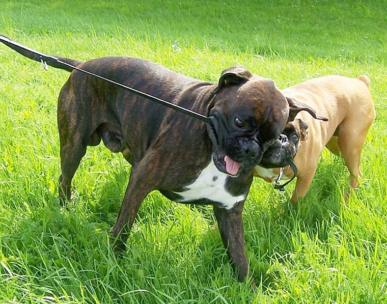 Boxer beim Spiel mit der Leine